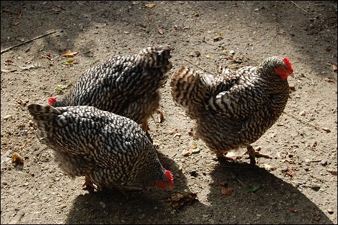 Openluchtmuseum Arnhem Kippen op de boerderij