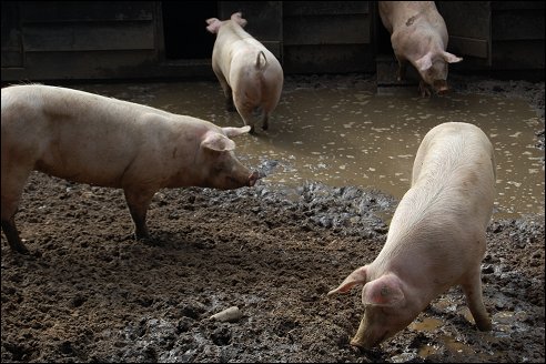 Openluchtmuseum Arnhem Boerderij uit Varik