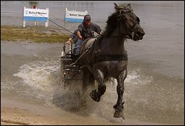 Power Horse competitie in Horsterpark Duiven