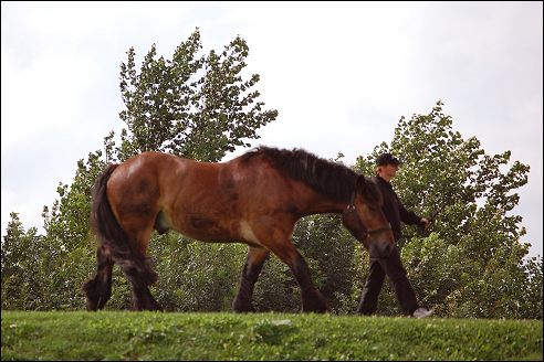 Power Horse Horsterpark Duiven