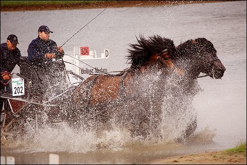 Power Horse Horsterpark Duiven