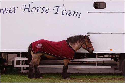 Power Horse Horsterpark Duiven