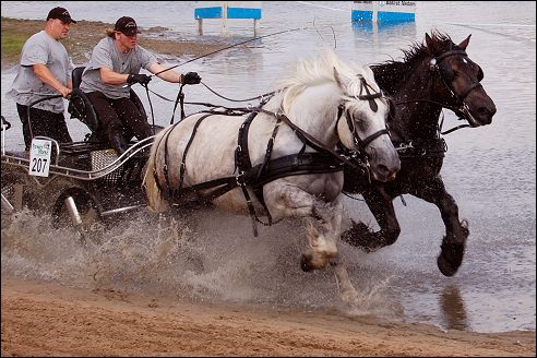Power Horse Horsterpark Duiven