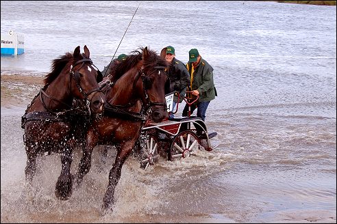 Power Horse Horsterpark Duiven