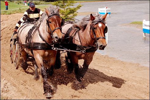 Power Horse Horsterpark Duiven