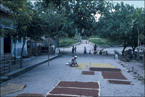Het drogen van kruidnagels in Mamala