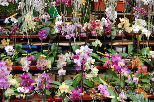 Bloemenmarkt aan de Singel